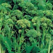 cime di rapa