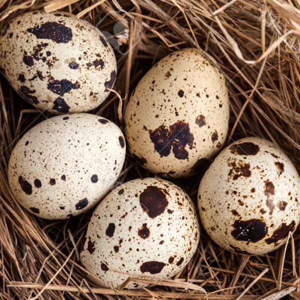 Quail eggs in a straw nest
