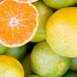 satsuma satsuma
